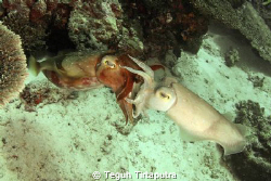 found these pair of mating cuttlefishes, the mating was l... by Teguh Tirtaputra 